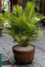 Zomoloco Bamboo China Palm Hybrid Plant - 110 Mm