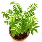 Vamsha Nature Care Curry Leaf Plant / Kaadi Patta / Curry Leaves / Meetha Neem