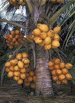 Platone Coconut PlantNarkel PlantTropical Coconut Fruit Live Plant High Yielding Dwarf Coconut Malaysian Oranges