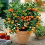 Cloud Farm Hybrid and Tangerine Orange Plant - 180 mm CF1094asd