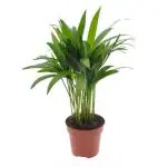 Online Plant Bazar Green Areca Palm Live Plant