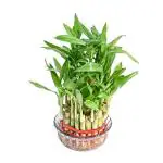 JESAA GREENS 3 Layer Lucky Bamboo Plant with Bowl Glass Vase |Office plant |Plant for Decoration| Indoor Bamboo Plant|