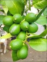 Cloud Farm Lemon Citrus Nimbu Nimbo Liove Plant. [CF_100911]