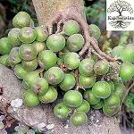 Kapebonavista Goolar Udumbara Cluster fig Heibong Paidi Umber Atti Rumadi Dimri Gular Dumri Ficus racemosa Living Plant in Poly Bag