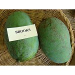 Exotica Orchids Brooks Mango Plant-Grafted