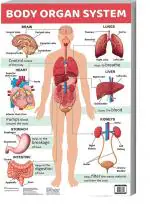 Surmul Multicolor Sunboard Medium Body Organ System Office Home Decorative