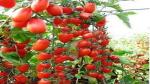 PLATONE Tomato(Pack Of1 pack of seed)