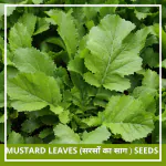 Farmgokart 3000 Seed Pack of MUSTARD LEAVES SEEDS