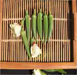 Buy Tamransh Indous Agriseeds Okra 500 Seeds Online At Best Prices In