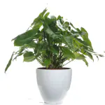 Ashokavanam Philodendron Burle Marx Plant