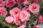Online Plant Bazar Pink Camellia Flower Live Plant-P1