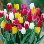 PARYAVARAAN Tulip Bulbs Flower Mixed Colour For Home Gardening Pack of 2 Bulbs
