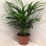 Cloud Farm Healthy Rare Areca Palm Indoor Air Purifying Plant, CF_87