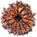 Feeltouchmart Brown Wood 12 Mukhi Nepal Rudraksha Beads Hgj00-1001-2589