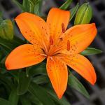 PARYAVARAAN Bulbs Oriental Lily Orange Colour For Home Gardening Pack of 15 Bulbs
