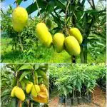 Cloud Farm All Time Sweet Katimon Mango Plant (grafted) Bangladesh CF_1054
