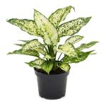 Garden Art Aglaonema Snow White Single Stem Natural Indoor Live Plants