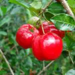 Online Plant Bazar Red Cheri Live Plant