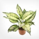 GREEN LINE Aglaonema Snow White Air Purifying Indoor Plant Chinese Evergreen Plant New variety Indoor Live Plnat (1 Live Plant)