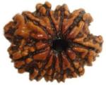 Shivoham 10 Mukhi Certified Nepali Rudraksha Wooden Yantra