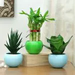 FlowerAura Decorative Set of 3 (Single Layer Bamboo, Sansevieria Snake & Haworthia Plant) Live Indoor Plants In Metal Vase Pot For Living Room, Balcony, Bedroom, Office/Home Decoration And Gifts For Friends, Colleagues, Relatives & Neighbours.