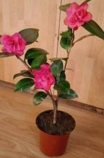 Cloud Farm Hybrid Rose Plant - 200 mm CF07789