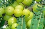 Cloud Farm Hybrid and Gooseberry Amla Plant - 150 mm CF148asd