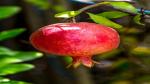 Corofitam Pomegranate Plant HGUR