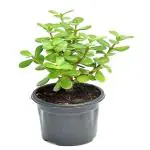 Charming Gronhus Good Mini Kuberakshi Live Plant | Mini Jade Vastu Plant With Black Plastic Pot