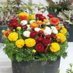 PARYAVARAAN Imported Ranunculus Flower Bulbs Purple Colour For Gardening pack of 15