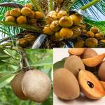 Cloud Farm Combo 2 Coconut 'Yellow Malayan' Healthy Plant Kerala Coconut Tree Plant 