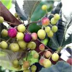 Cloud Farm Phalsa Falsa Berry Fruit (Air Layering/Grafted) Healthy Grewia asiatica Plants & Tree,CF_T116