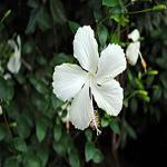 Kapebonavista Hibiscus rosa sinensis white Dainty White live plant