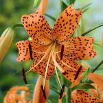 Kraft Seeds Tiger Lily Ditch Lily Flowers Exotic Fiery Orange Flowers (Set of 21)