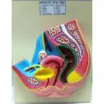 BNR EXPORTS Reproductive System (Female) Model Mounted OnWhite Laminated Wooden Board Base Big Size (41 x 31 X 10) Cm