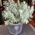 PLATONE Lantana/Raimuniya Plant (Hybrid, Pack Of 1)