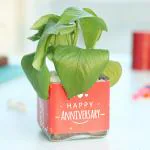 FlowerAura Decorative Good Luck Money Live Indoor Plant With Glass Square Shape Vase Pot Happy Anniversary Printed Gift's For Husband & Wife, Friend's, Colleague, Employees, Neighbour