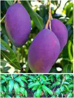 Cloud Farm Hybrid Thai Purple Mango Plant - 200 mm CF_A323
