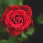 Cloud Farm Grafted Climbing English Rose Plant Darcey Bussell Deep Red Color Double Rose 1 Healthy Plant