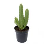 Indian Gardens Stapelia Gettliffei Cactus With Pot Live Plants