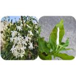 CooPany Combo Fragrance Flower Plants / Nitya Malli Beautiful and Rare Variety Ram Jasmine Plant/Ramer Banam Malli Pack of 2 Healthy Live Plant With Safe & Secure Packing