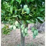 Cloud Farm Amrapali Mango (Combo Pack of 2) Plant Hybrid Healthy Pure Grafted Plant Height 3 Feets CF_1057