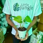 Little Jungle Philodendron (Nangaritense)