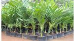 Corofitam Betel Nut/Supari Plant Betel Nut Palm Plant Pack of 2 in Pot