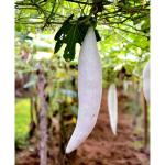 CooPany Chichinda/ Snake Gourd/ Chichinga/ Chhachindra Seeds 30 Seeds