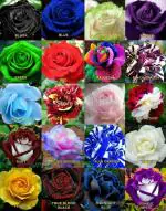 NooElec Seeds India All Seasons Mix Rose Gulab Flower Seeds For Home Garden