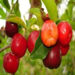 Online Plant Bazar Red Barbados Cherry Fruit Live Plant