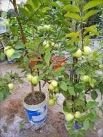 Cloud Farm Hybrid and Dwarf Guava Plant - 200 mm CF130