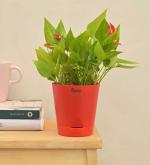 UGAOO Anthurium Million Flowers Indoor Live House Plant with Pot