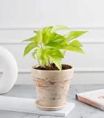 Nurturing Green Good Luck Money Plant Gold In Brown Pot